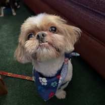 Thumbnail photo of Hatchi #1