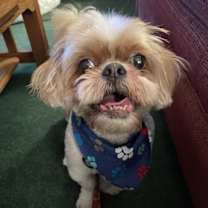 Thumbnail photo of Hatchi #2