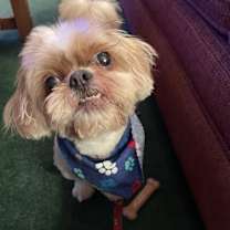 Thumbnail photo of Hatchi #3