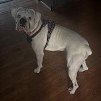 Thumbnail photo of Zues #2