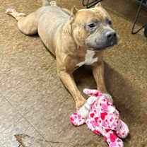 Thumbnail photo of Tank #4