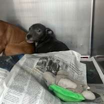 Thumbnail photo of STORMY FOSTER #3