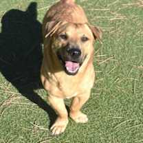 Thumbnail photo of Woofie/Shorty #1