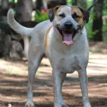 Thumbnail photo of Joey #2