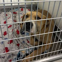 Thumbnail photo of Barkley #3