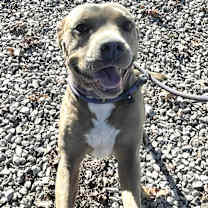 Thumbnail photo of Cherie #2