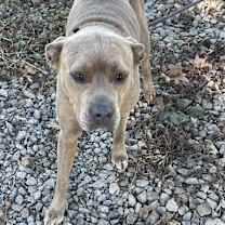 Thumbnail photo of Cherie #3