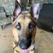 Thumbnail photo of Henri (New Digs) #4