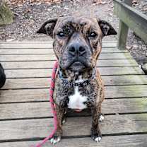 Thumbnail photo of Fuji #1