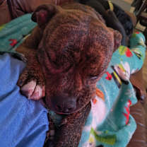 Thumbnail photo of Fuji #4