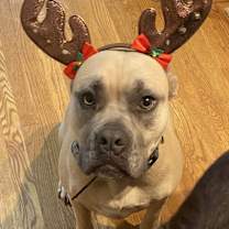 Thumbnail photo of Stella #1