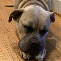 Thumbnail photo of Stella #2