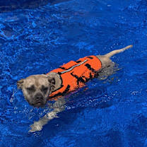 Thumbnail photo of Stella #3