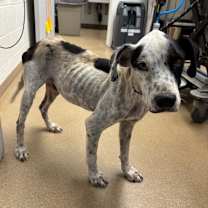 Thumbnail photo of Dewey #3