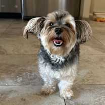 Thumbnail photo of Rex #1