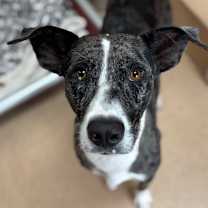 Thumbnail photo of Jack Frost  #1