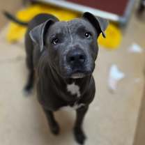 Thumbnail photo of Mango #1