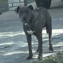 Thumbnail photo of Mango #2