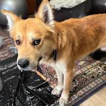 Thumbnail photo of Beary #2