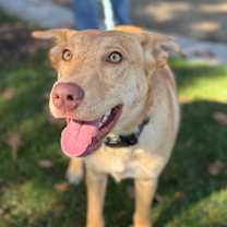 Thumbnail photo of Mable - Chino Hills Locatio #3