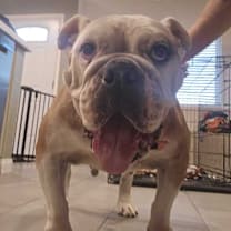 Thumbnail photo of Lila #2