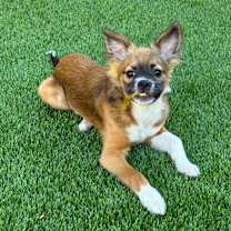 Thumbnail photo of Kiwi #4