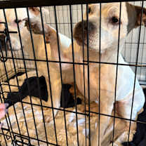 Thumbnail photo of Athena #4