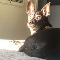 Thumbnail photo of Lola #2