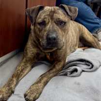 Thumbnail photo of YELLOW #2