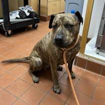 Thumbnail photo of YELLOW #3