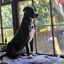 Thumbnail photo of Pollyanna #4