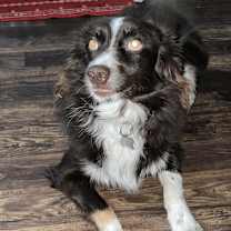 Thumbnail photo of Aussie #1