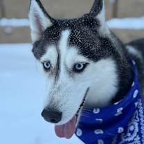 Thumbnail photo of Turbo #1