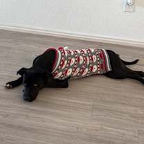 Thumbnail photo of Iris #2