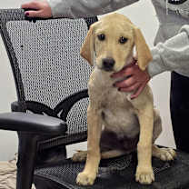 Thumbnail photo of Fidget #2