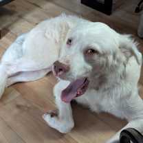 Thumbnail photo of Buddy #2