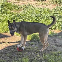 Thumbnail photo of Mela #4