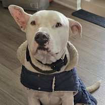 Thumbnail photo of Aki #1