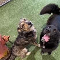 Thumbnail photo of Dexstar #4