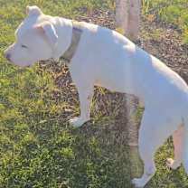 Thumbnail photo of Aki #3