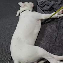 Thumbnail photo of Aki #4