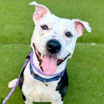 Thumbnail photo of Papacito #1