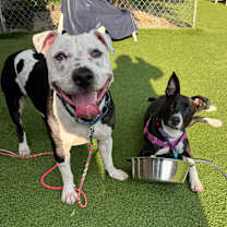 Thumbnail photo of Papacito #4