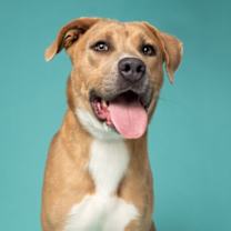 Thumbnail photo of Taps #2