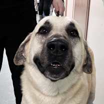 Thumbnail photo of Fluffer Nutter #1