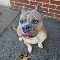 Thumbnail photo of Mochi #2