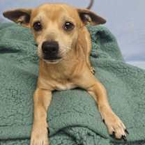 Thumbnail photo of Turbo #2