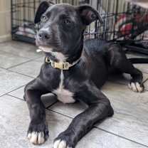 Thumbnail photo of Daisy #4