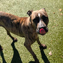 Thumbnail photo of Honey Lemon 🍯🍋  #2