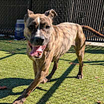 Thumbnail photo of Honey Lemon 🍯🍋  #3